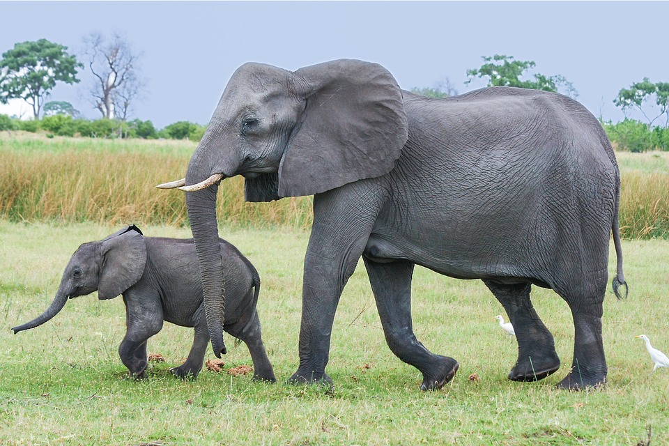 アフリカゾウ