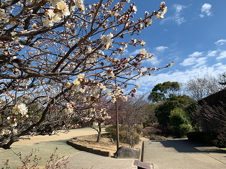 梅の花