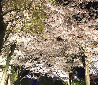 イベント委員会主催「2017年サイドスリーお花見 in 須磨浦公園」