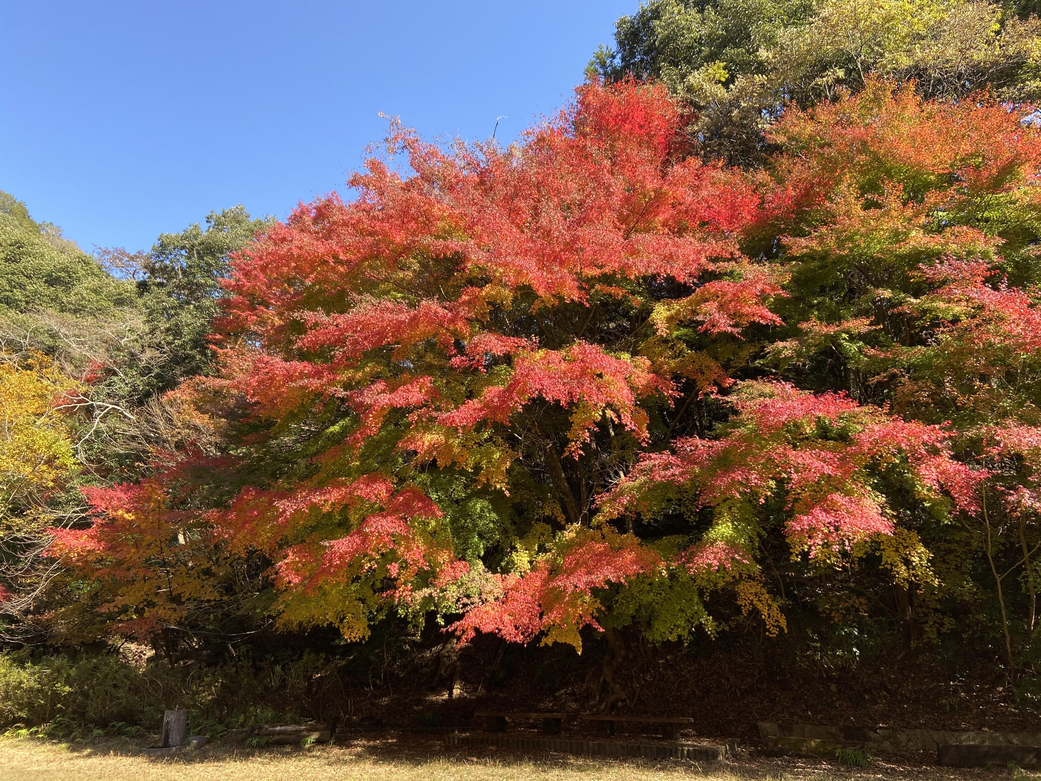 美嚢の紅葉