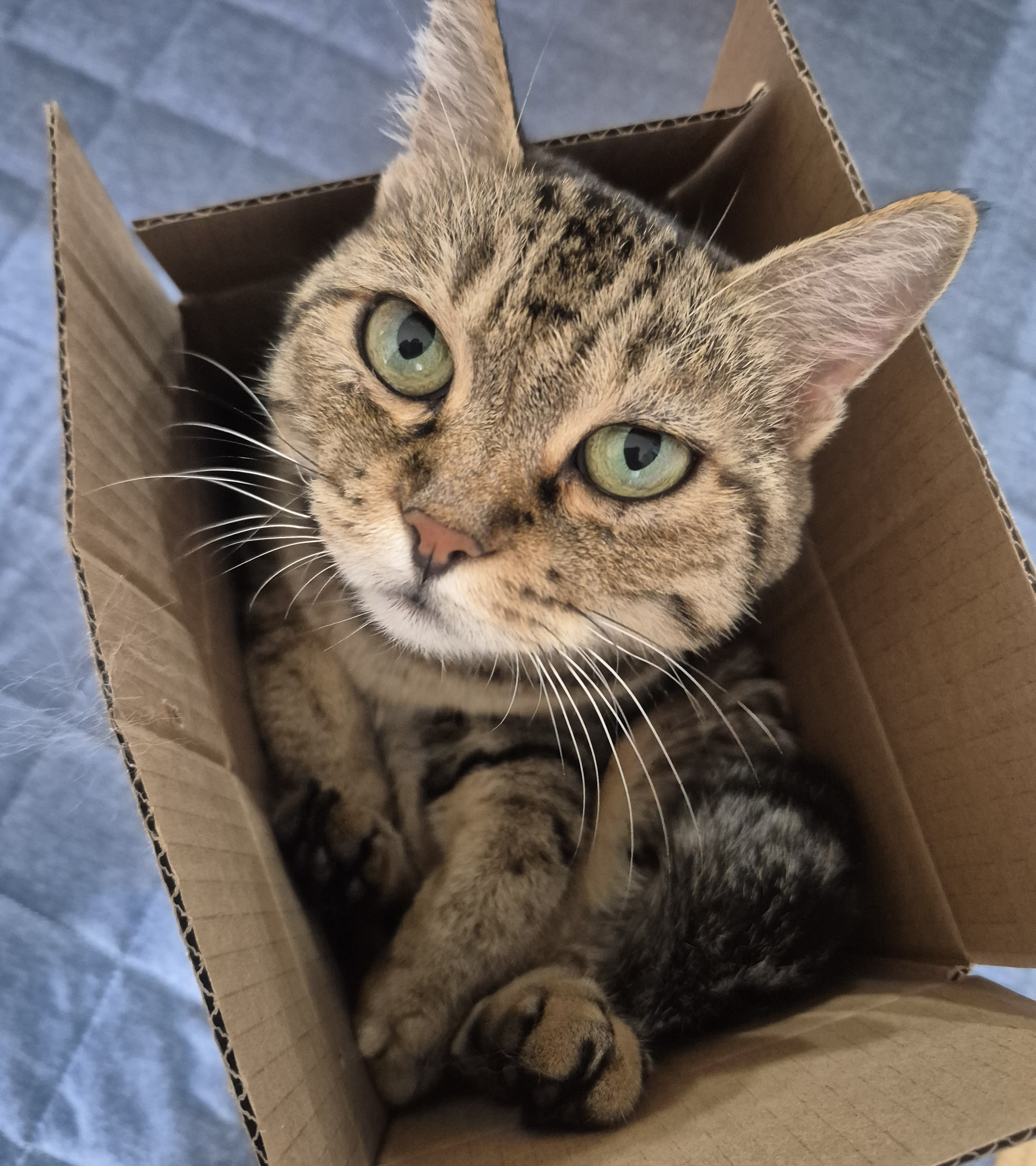 ねこ