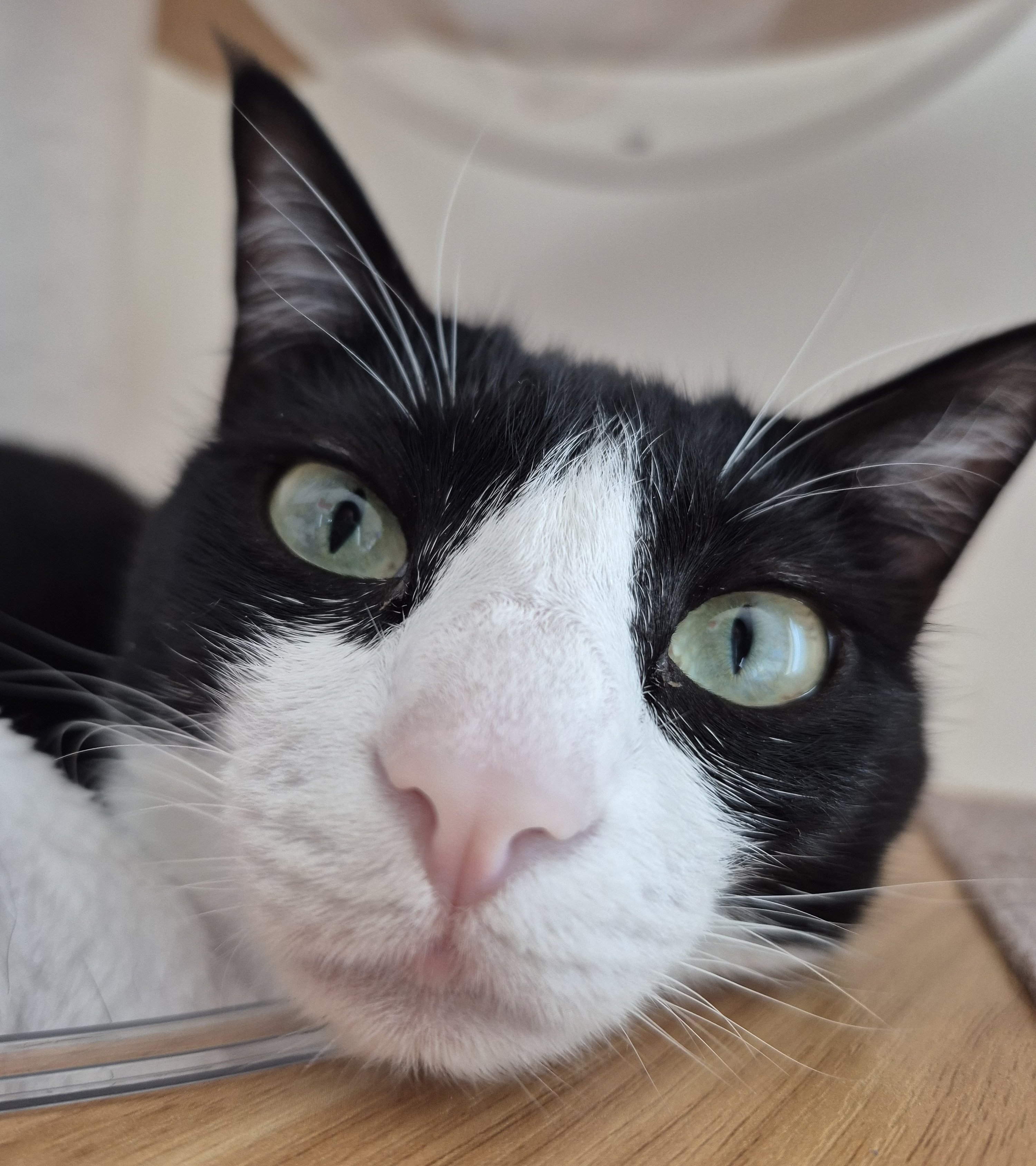 ねこ