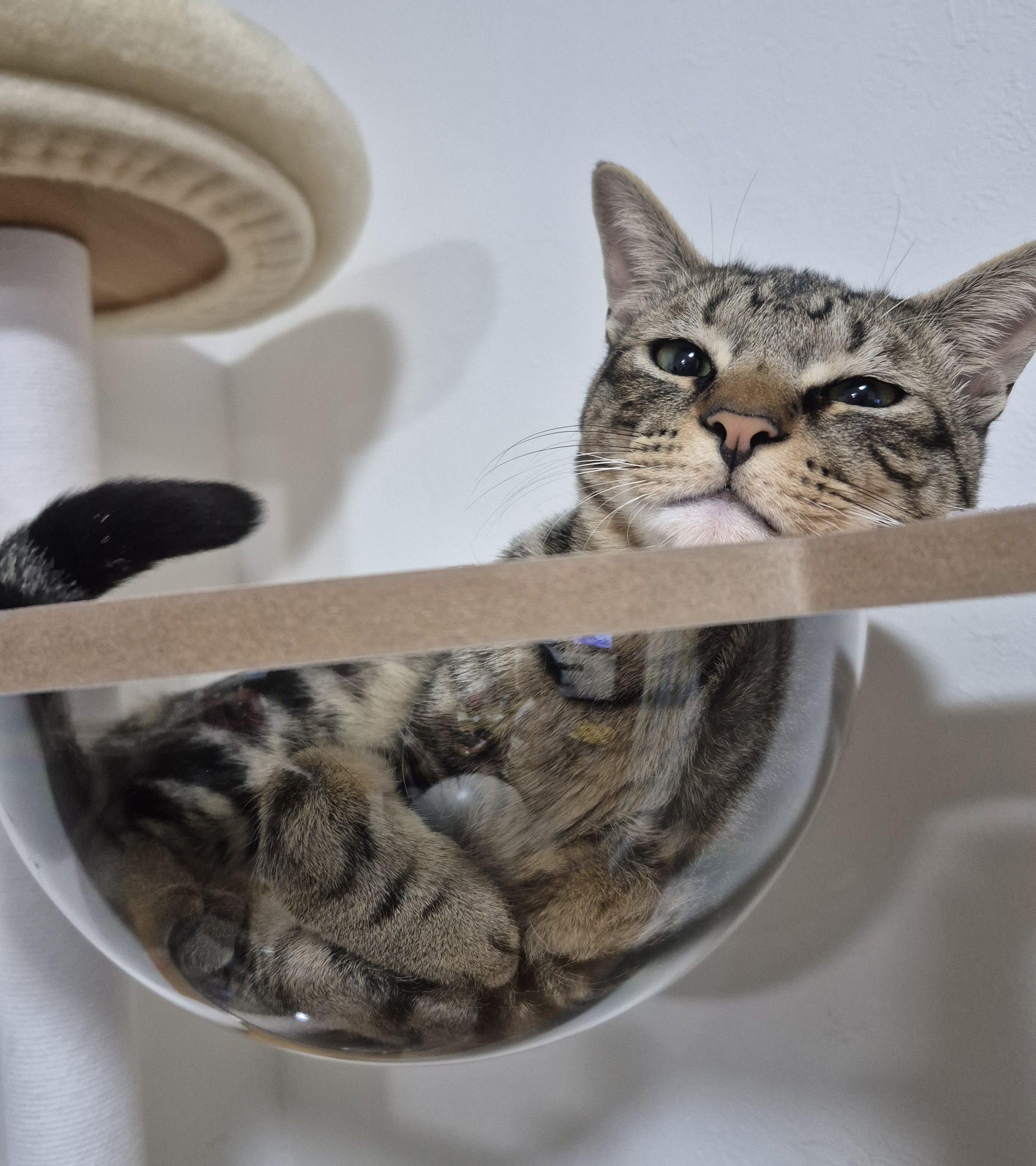 ねこ